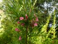 vignette Grevillea Rosmarinifolia qui commence à fleurir au 02 11 12