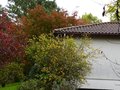 vignette Poncirus, Malus et l'immense Acer palmatum au 02 11 12