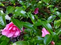 vignette Camellia Hiemalis Chansonnette premires fleurs au 02 11 12