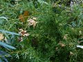 vignette Grevillea Semperflorens Desert flame qui fleurit de plus belle au 21 10 12