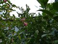 vignette Camellias sasanqua Plantation Pink et Fukuzusumi au 31 10 12