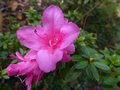 vignette Azalea japonica fleurs doubles roses au 31 10 12