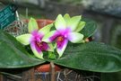 vignette Phalaenopsis bellina