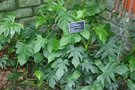 vignette Philodendron radiatum (feuillage juvnile)