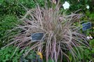 vignette Pennisetum setaceum 'Cherry Sparkler'