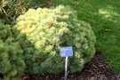 vignette Pinus strobus 'Sea Urchin'