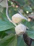 vignette Lagunaria patersonia (graines)