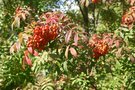 vignette Sorbus commixta var. rufoferruginea  'Longwood Sunset'