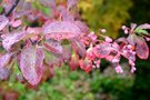 vignette Viburnum prunifolium