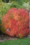 vignette Viburnum opulus  var. americanum 'Alfredo'