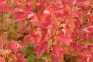 vignette Viburnum opulus  var. americanum 'Alfredo'