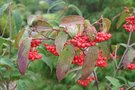 vignette Viburnum setigerum