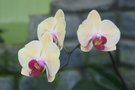 vignette x Doritaenopsis Sin-Yuan Golden Beauty 'Orchis'