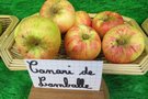 vignette pomme 'Canari de Lamballe' Pomme  Cidre