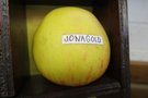 vignette pomme 'Jonagold' Pomme  couteau