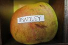 vignette pomme 'Bramley' Pomme  couteau