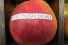 vignette pomme 'Belle 'Fleur Double' Pomme à couteau