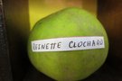 vignette pomme 'Reinette Clochard' Pomme  couteau