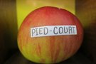 vignette pomme 'Pied-Court'Pomme  couteau