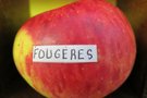 vignette pomme 'Fougres' Pomme  couteau