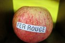 vignette pomme 'Fer Rouge' Pomme  couteau