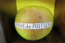 vignette pomme 'Tardive de Poitiers' Pomme  couteau