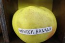 vignette pomme 'Winter Banana' Pomme  couteau