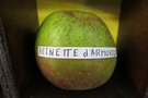 vignette pomme 'Reinette d'Armorique' Pomme  couteau