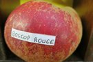 vignette pomme 'Boskoop Rouge'Pomme  couteau
