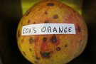 vignette pomme 'Cox's orange' Pomme  couteau