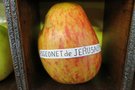 vignette pomme 'Pigeonnet de Jerusalem' Pomme  couteau