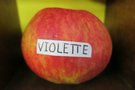 vignette pomme 'Violette' Pomme  couteau
