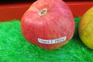 vignette pomme 'Rouget Prime' Pomme  couteau