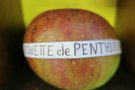 vignette pomme 'Reinette de Penthivre' Pomme  couteau