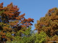 vignette Cyprs chauve ou Cyprs de Louisiane (Taxodium distichum)
