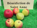 vignette pomme 'Bndiction de Saint Anne',  cidre