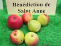 vignette pomme 'Bénédiction de Saint Anne', à cidre