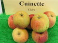 vignette pomme 'Cuinette',  cidre