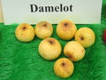 vignette pomme 'Damelot',  cidre