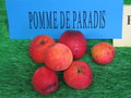 vignette pomme 'De Paradis',  cidre
