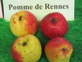 vignette pomme 'De Rennes',  cidre