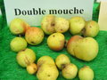 vignette pomme 'Double Mouche',  cidre