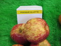 vignette pomme 'Franquevillette',  cidre