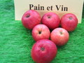 vignette pomme 'Pain et Vin',  cidre