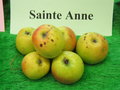 vignette pomme 'Sainte Anne',  cidre