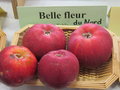 vignette pomme 'Belle Fleur du Nord'