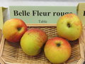 vignette pomme 'Belle Fleur Rouge'
