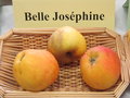 vignette pomme 'Belle Josphine'