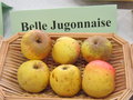 vignette pomme 'Belle Jugonnaise'