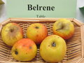 vignette pomme 'Belrene' 